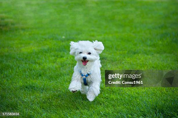 felice - maltese dog foto e immagini stock