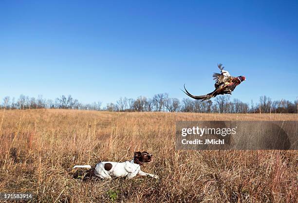 perro cazador con rooster faisán limpiando de grass field. - pheasant hunting fotografías e imágenes de stock