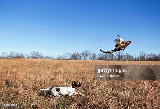 hunting dog with rooster pheasant flushing out of grass field. - pheasant stock pictures, royalty-free photos & images