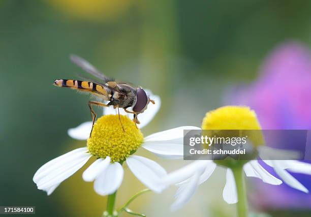 hoverfly on camomille - camomille stock pictures, royalty-free photos & images