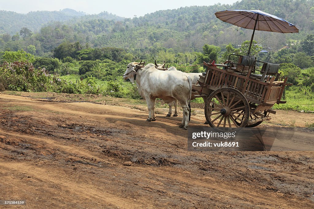 Oxcart In Thailand High-Res Stock Photo - Getty Images