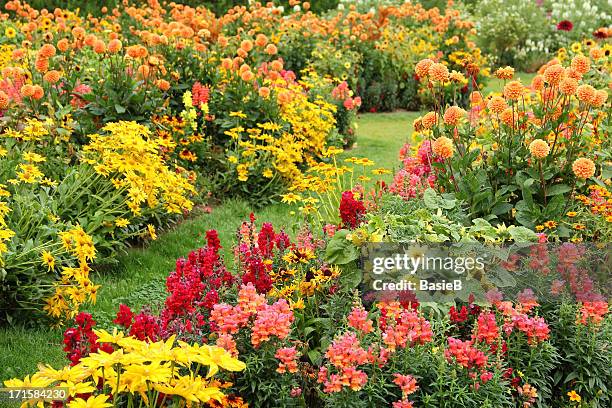 flower garden in summer - antirrhinum majus stockfoto's en -beelden