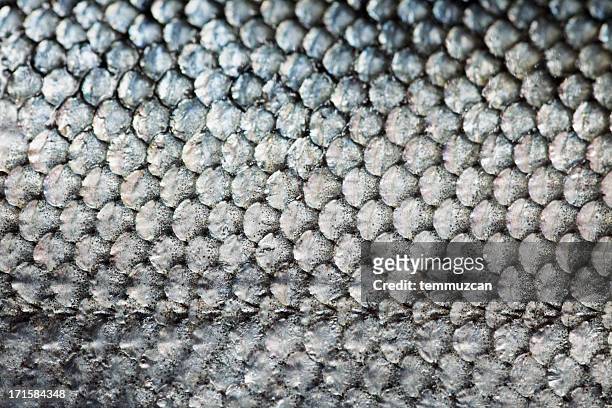 salmon - fish scales stock pictures, royalty-free photos & images