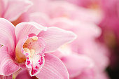 Pink blooming Cymbidium orchids