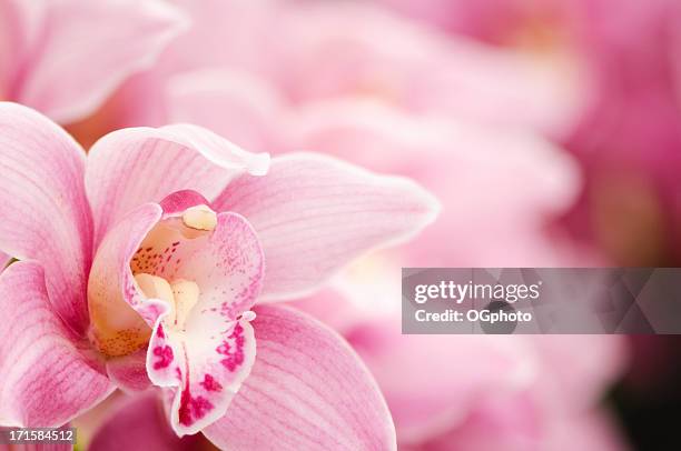 pink blooming cymbidium orchids - macro flower stock pictures, royalty-free photos & images