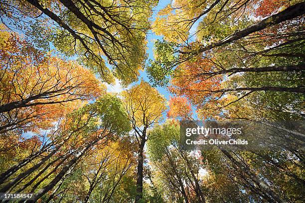 maple baldachin, herbst. - canadian maple trees from below stock-fotos und bilder