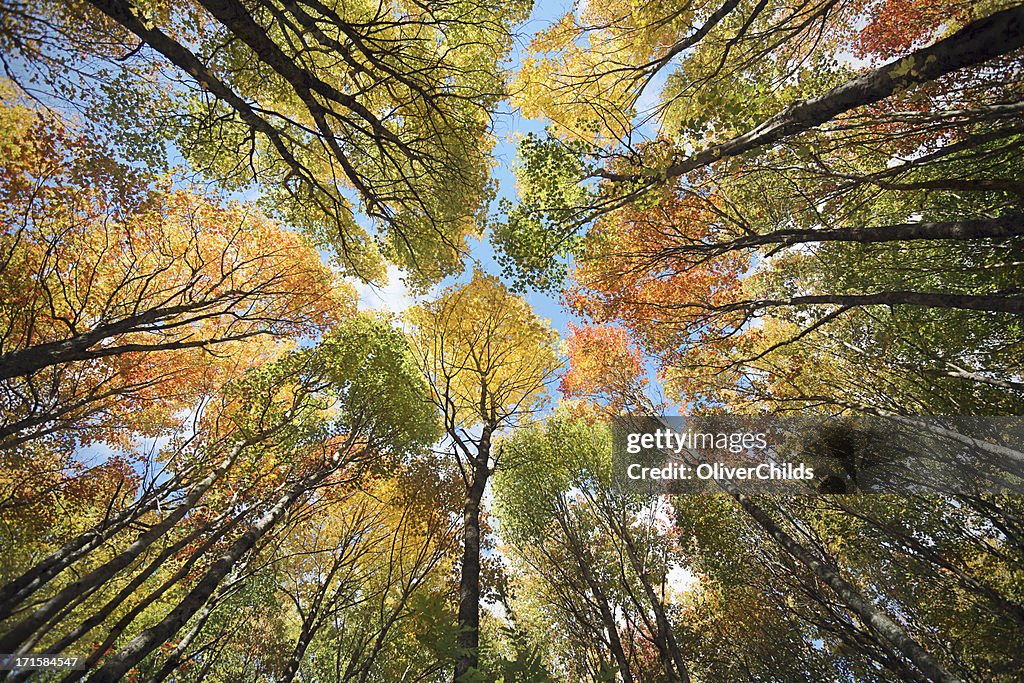 Maple forest canopy, Autumn.