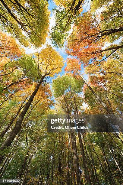maple baldachin, herbst. - canadian maple trees from below stock-fotos und bilder