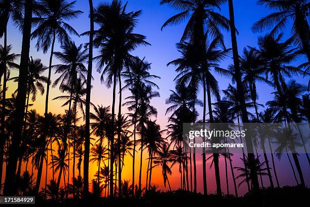 colorful tropical coconut trees at sunrise - hawaii panoramic stock pictures, royalty-free photos & images