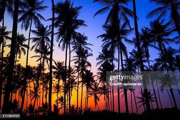 colorful tropical coconut trees at sunrise - 夏威夷大島 個照片及圖片檔