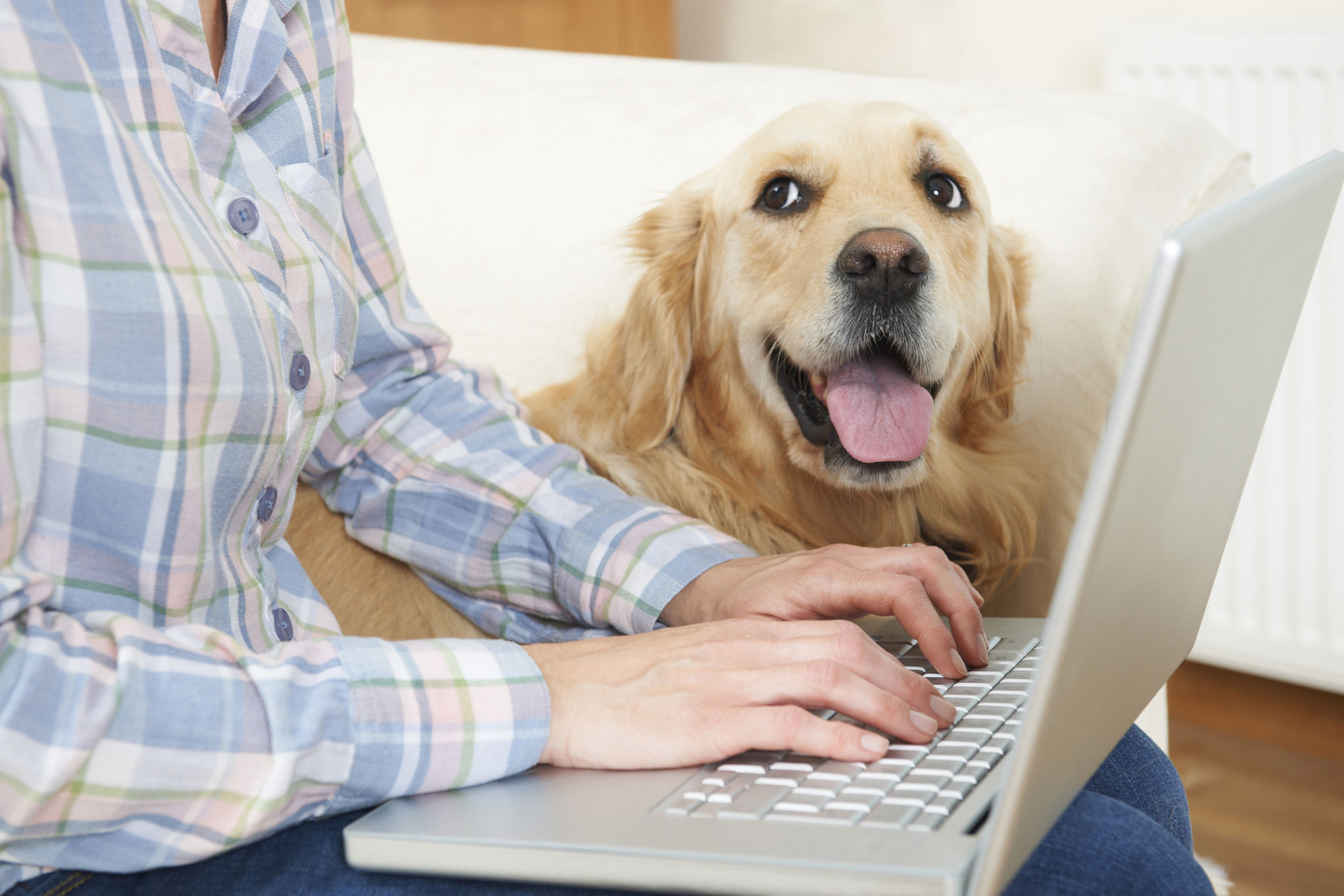 pet insurance