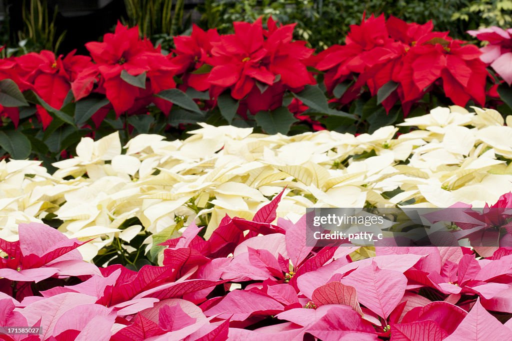 Natale Poinsettias