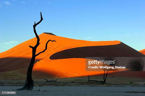 morning light on a dune with tree in foreground - sossusvlei stock pictures, royalty-free photos & images