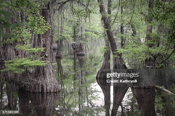 louisiana swamp - bald cypress tree 個照片及圖片檔