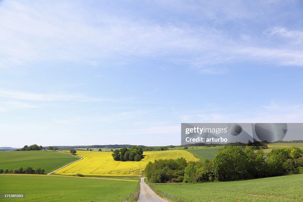 Dirt road to yellow green fields with groups of trees