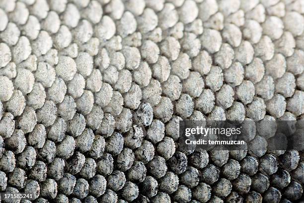 salmon - fish scale pattern stock pictures, royalty-free photos & images