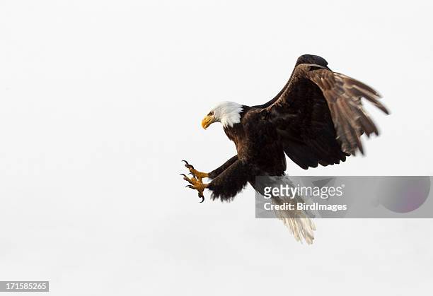 bald eagle in volo-sfondo bianco, alaska - eagle foto e immagini stock