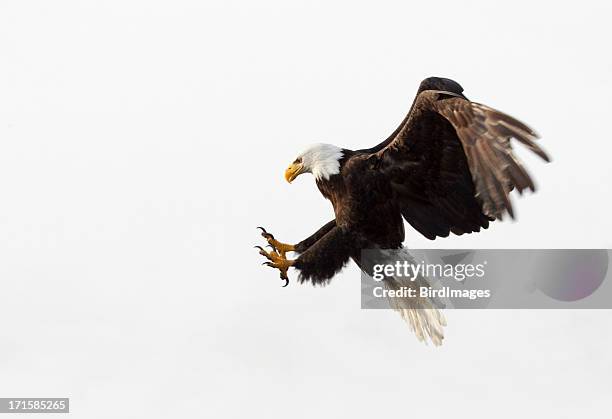 bald eagle in flight - white background, alaska - klauw-lichaamsdeel-van-dieren stockfoto's en -beelden