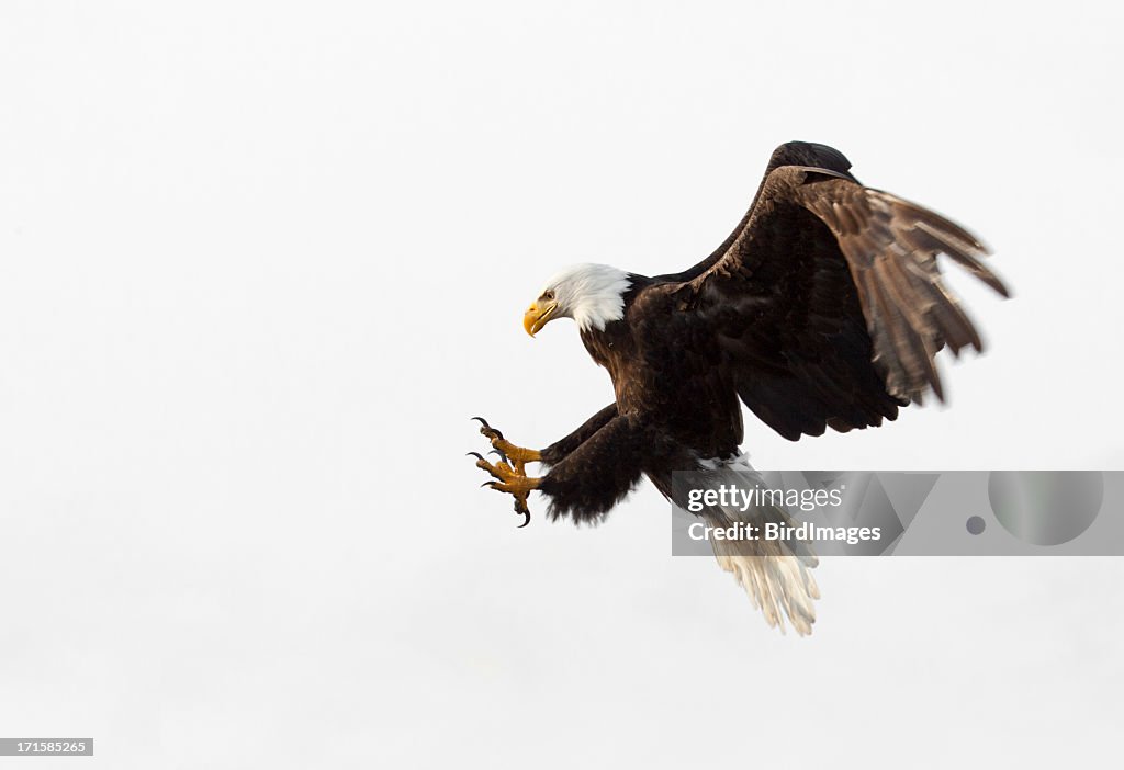 Pigargo-americano em voo-fundo branco, Alasca