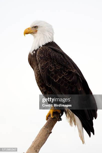 bald eagle-con sfondo bianco - eagle foto e immagini stock