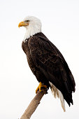 Bald Eagle - With White Background