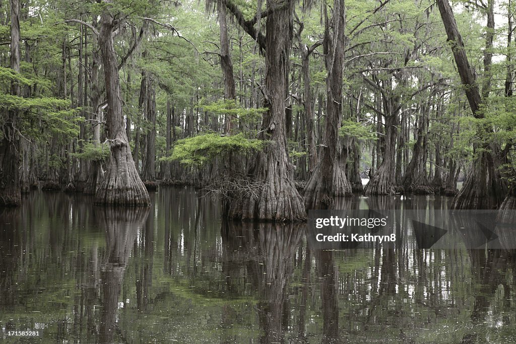 Mysterious Louisiana Swamp