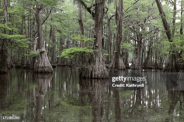 mysterious louisiana swamp - bald cypress tree 個照片及圖片檔