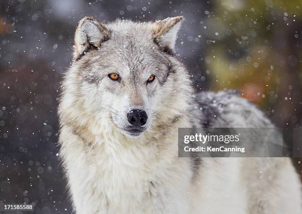 wolf in winter snow - grijze wolf stockfoto's en -beelden