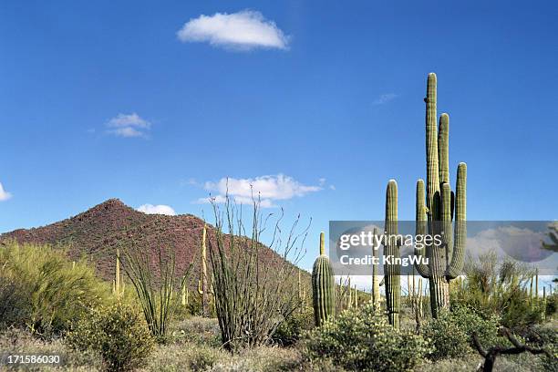 desert landscape - cactus desert stock pictures, royalty-free photos & images