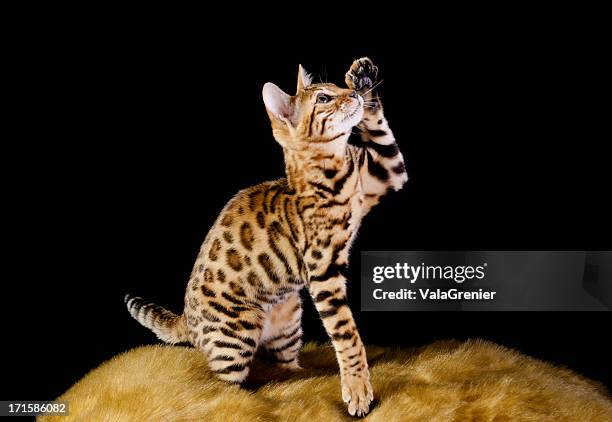 de pura raza de bengala mascota alcanzar con pata. - gato bengala fotografías e imágenes de stock