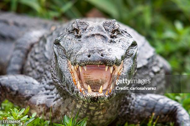 crocodile - krokodillenfamilie stockfoto's en -beelden