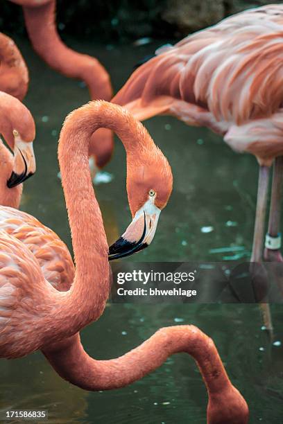 flamingos in gefangenschaft aufgezogen - tobago stock-fotos und bilder