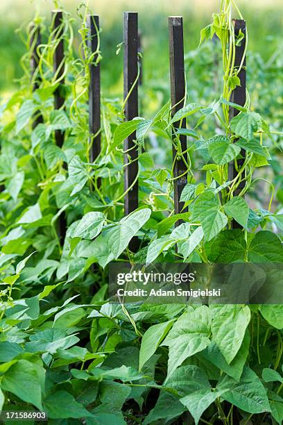 in a garden - runner beans stock pictures, royalty-free photos & images