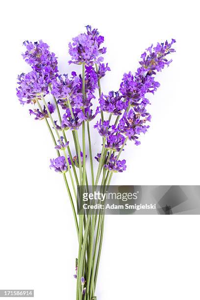 アロエラヴェンダー - lavender ストックフォトと画像