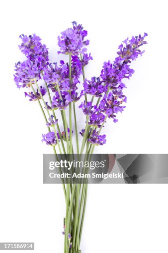 Lavender Lavender
