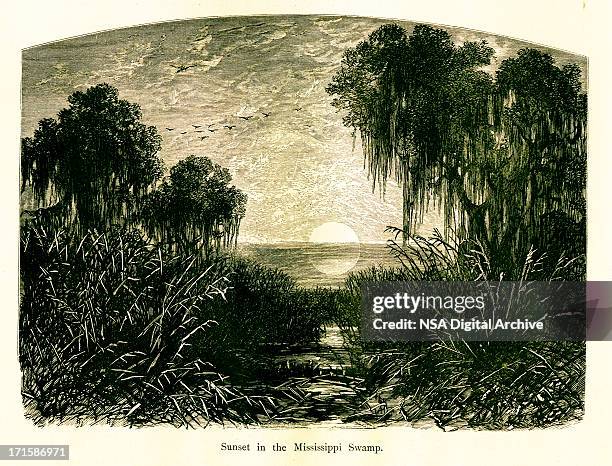 sunset in mississippi swamp, usa - mississippi river sunset stock illustrations