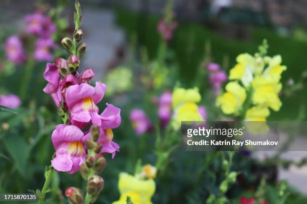 dragon flowers in wonder garden - feast of colours - antirrhinum majus stockfoto's en -beelden