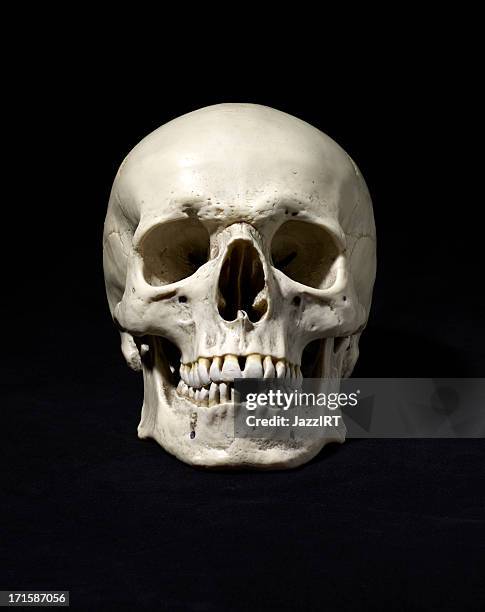 anatomisch korrekten medizinischen modell des menschlichen schädel - skelett mensch stock-fotos und bilder