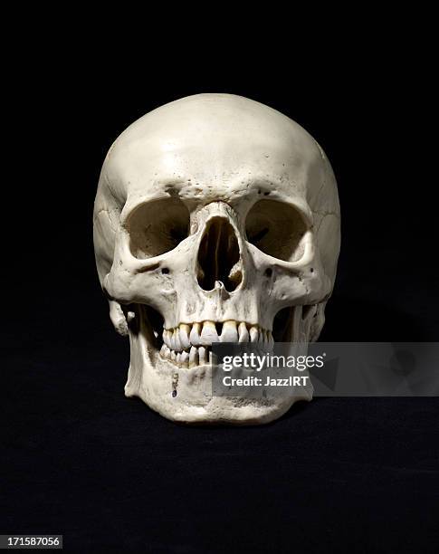 anatomisch korrekten medizinischen modell des menschlichen schädel - schädel stock-fotos und bilder