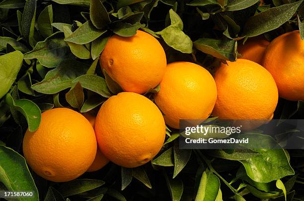 close-up of navel oranges ripening on tree - navel orange stock pictures, royalty-free photos & images