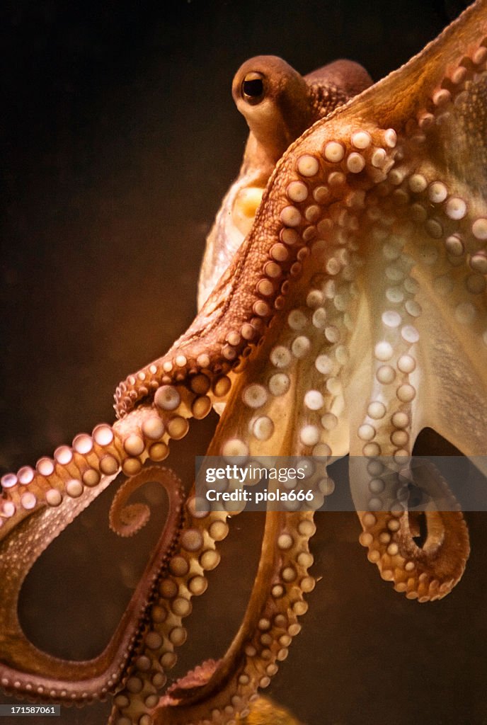 Octopus and tentacular suckers