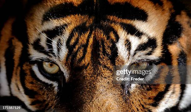 eyes of the tiger - tiger print stock pictures, royalty-free photos & images