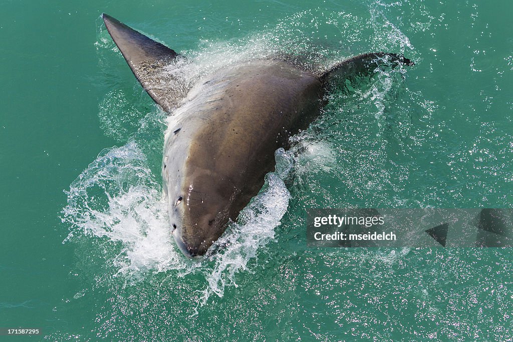 Great white shark attacking