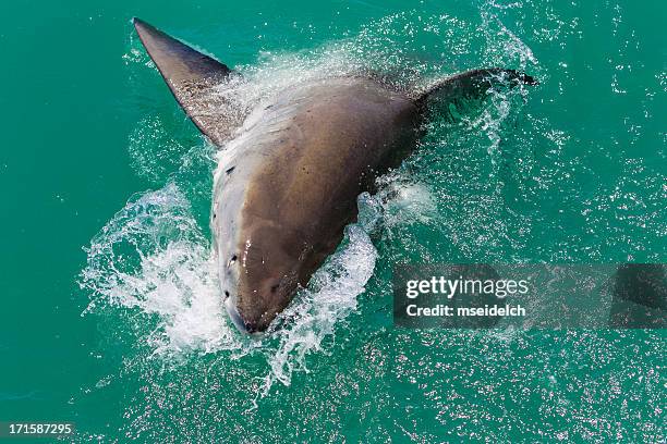 great white shark attacking - great white shark attacks stock pictures, royalty-free photos & images