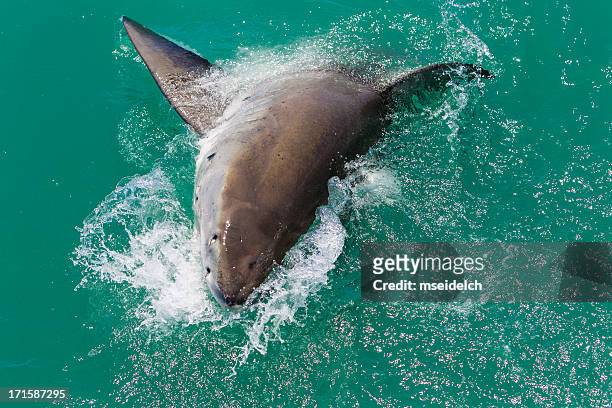great white shark attacking - shark attack 個照片及圖片檔