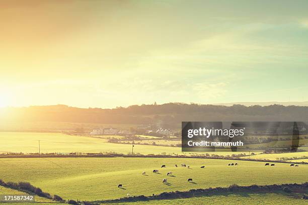 cows in the morning sunlight - irish farm stock pictures, royalty-free photos & images