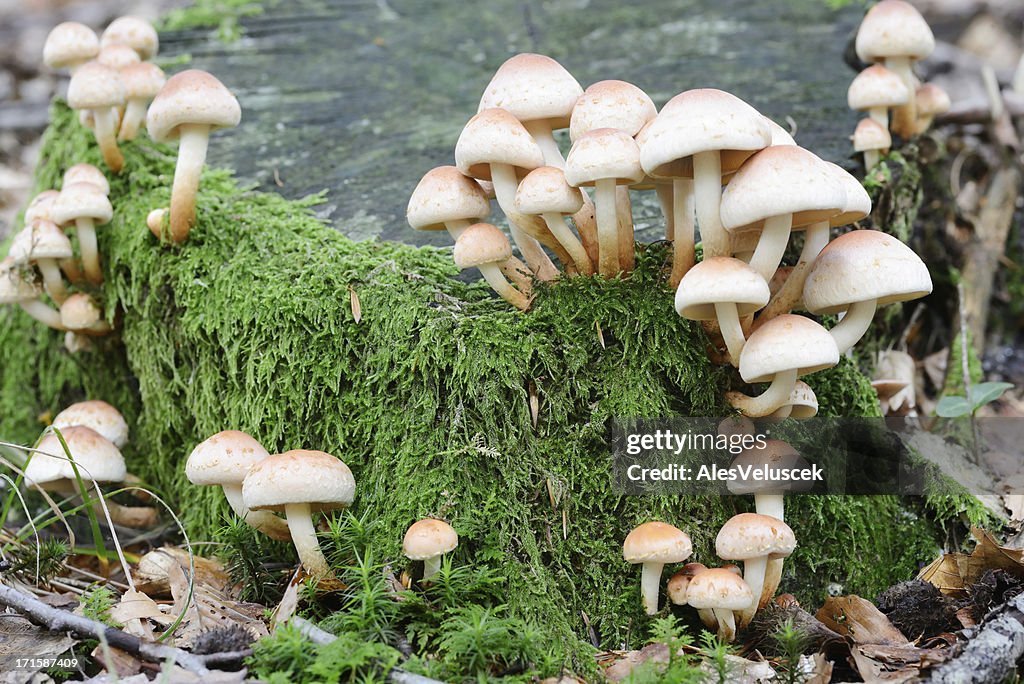 Champignons en automne