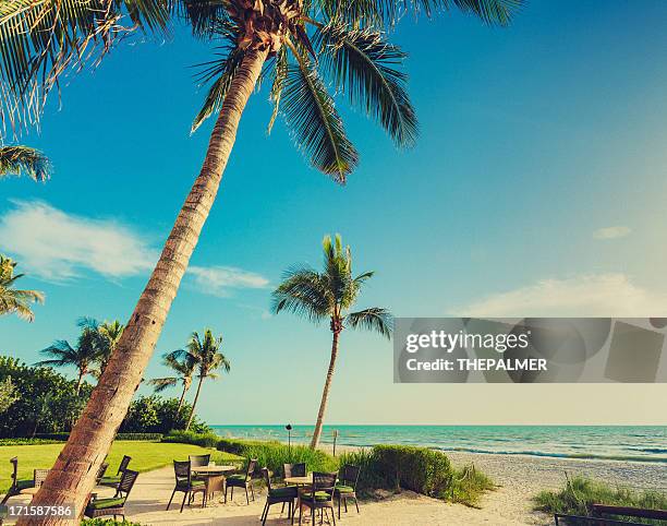 naple beach palms - naples florida stock-fotos und bilder