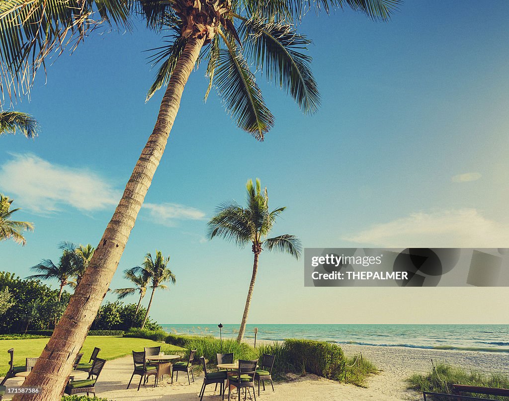 Naple beach palms