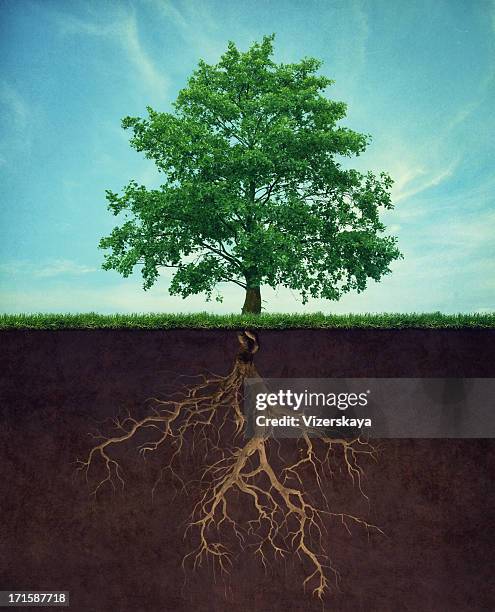 árbol con raíces - raiz fotografías e imágenes de stock